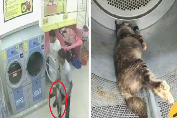 বিড়াল মেরে কারাগারে দুই যুবক!