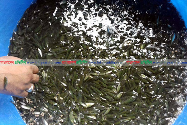রেণু পোনার মিশ্র চাষে সফলতা