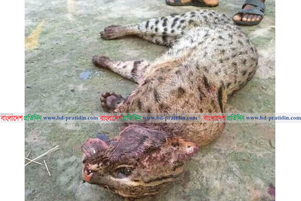 নাটোরে ট্রেনের ধাক্কায় মেছো বাঘের মৃত্যু