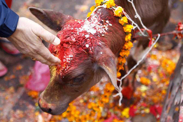 মন্দিরে পশুবলি নিষিদ্ধ করল শ্রীলঙ্কা