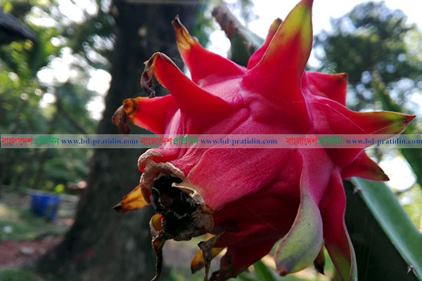 রাঙামাটির ডিসি বাংলোতে ড্রাগন ফলের সমাহার