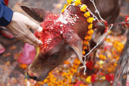 মন্দিরে পশুবলি নিষিদ্ধ করল শ্রীলঙ্কা