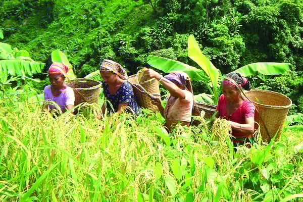 জুমিয়াদের মুখে তৃপ্তির হাসি