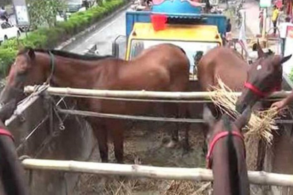 পুলিশের জন্য ভারত থেকে ২০টি প্রশিক্ষণপ্রাপ্ত ঘোড়া আমদানি