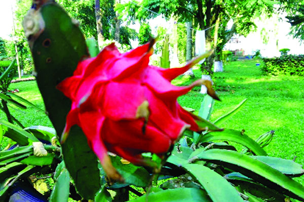 ডিসি বাংলোয় ড্রাগন ফলের বাগান