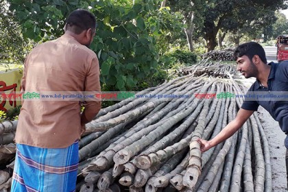 বাঁশ বেচা-কেনার বিশেষ হাট বসে দিনাজপুরে