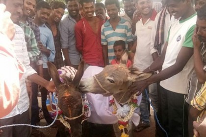 সঙ্গিনীর মৃত্যুতে পাগল হয়ে ওঠা গাধাকে দেওয়া হল বিয়ে! অতঃপর...