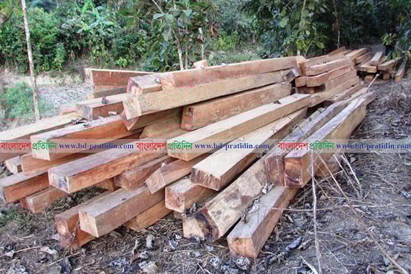 বান্দরবানের বিরল প্রজাতির গাছের বনও উজাড়