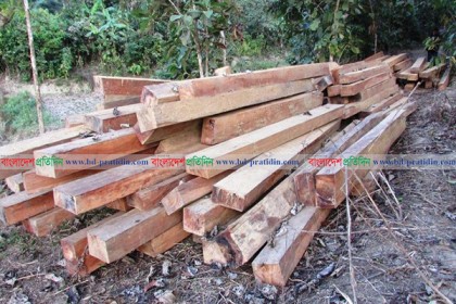 বান্দরবানের বিরল প্রজাতির গাছের বনও উজাড়