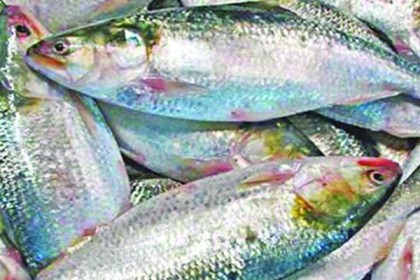 ৭ অক্টোবর থেকে ২২ দিন ইলিশসহ সব মাছ ধরা নিষিদ্ধ

