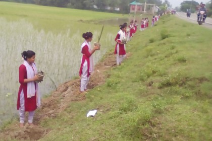 নালিতাবাড়ীতে বজ্রপাত রোধে তাল গাছ রোপণ
