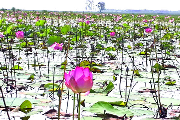 রূপে রঙে উজ্জ্বল পদ্মবিল