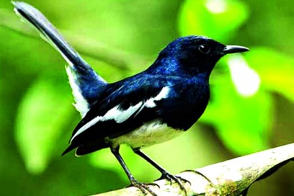 উপকূল থেকে বিলুপ্তির পথে জাতীয় পাখি দোয়েল