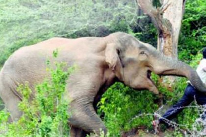 কক্সবাজারের রামুতে বন্য হাতির আক্রমণে এক ব্যক্তির মৃত্যু