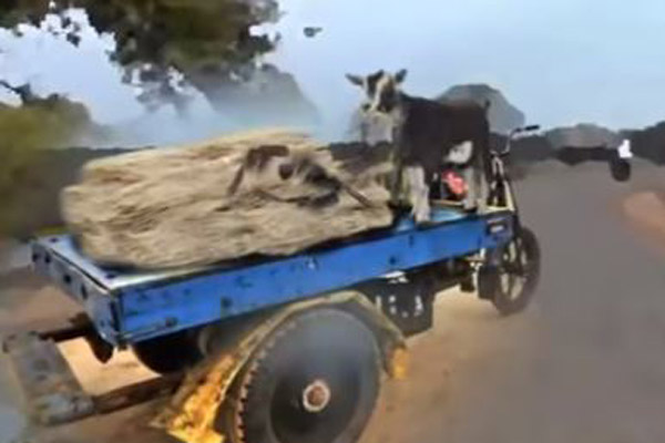 অস্ত্রের সন্ধান দিল ছাগল! 


