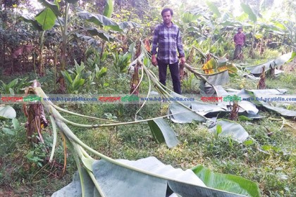 কলাগাছের সাথে শত্রুতা!