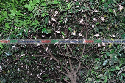 হাসপাতাল যেন চড়ুই পাখির নির্ভয় আবাসন!