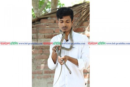 কৃষকের বন্ধু দাঁড়াশ সাপ, দরকার বংশ বিস্তার