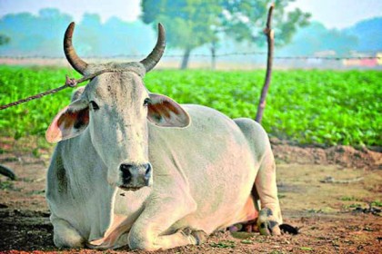বাংলাদেশি গবেষকদের খুরা রোগের ভ্যাকসিন আবিষ্কার 