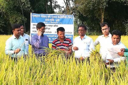 বিনা-১৭ ধানের অধিক ফলনে কৃষকের মুখে হাসি