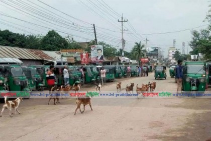 সখীপুরে দলবদ্ধ কুকুরের আতঙ্ক 