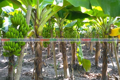 নেপালী জাতের কলা চাষে কৃষকদের ভাগ্য বদল