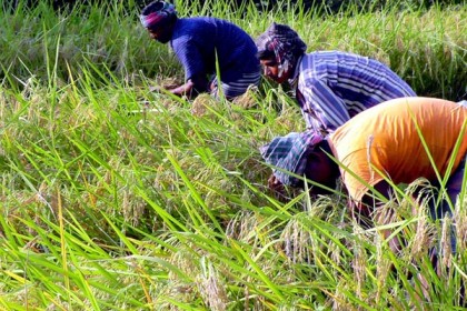 দিনাজপুরে আগাম জাতের ধান কাটা শুরু, কৃষকের মুখে হাসি 

