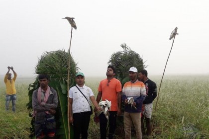 ১০টি পাখির নতুন জীবন
