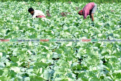 বগুড়ায় শীতকালিন সবজিতে ভরে উঠেছে বাজার 