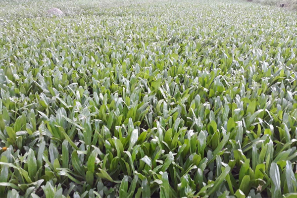 বিলাতি ধনিয়া চাষে বিপ্লব 