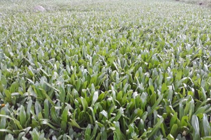 বিলাতি ধনিয়া চাষে বিপ্লব 
