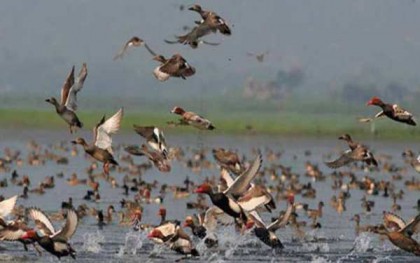 শীতকালে পরিযায়ী পাখিদের ইনফ্লুয়েঞ্জা ভাইরাস বহনের আশঙ্কা