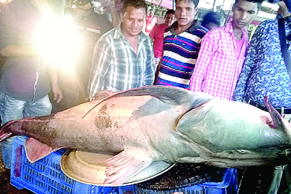 বাঘ মাছের দাম চার লাখ টাকা