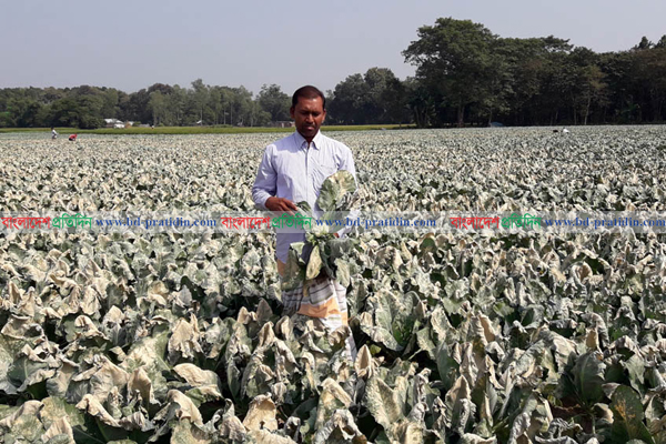 বিষ প্রয়োগে ৪ একর জমির ফুলকপি নষ্ট, কৃষকের মাথায় হাত
