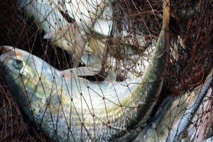 জেলেদের জালে ঝাঁকে ঝাঁকে ইলিশ


