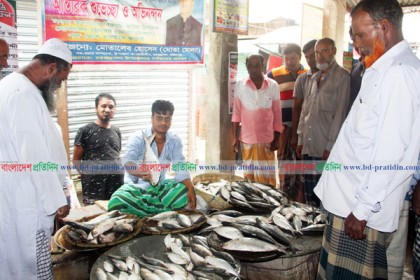 ইলিশে সয়লাব চরভদ্রাসন বাজার