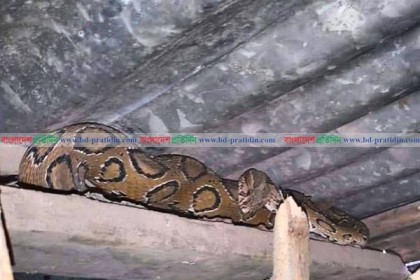 লোকালয় থেকে অজগর সাপ উদ্ধার

