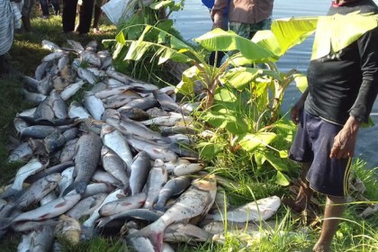 বাগাতিপাড়ায় পুকুরে বিষ দিয়ে মাছ নিধন, আটক ২


