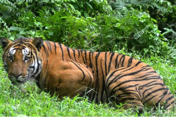 অবশেষে গুলিতে প্রাণ গেল মানুষখেকো বাঘিনীর!
