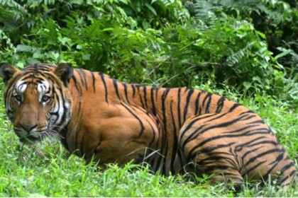 অবশেষে গুলিতে প্রাণ গেল মানুষখেকো বাঘিনীর!
