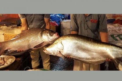 কাপ্তাই হ্রদে বড় মাছের সংখ্যা বৃদ্ধি


