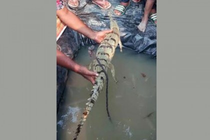 জেলের জালে ধরা পড়লো বিলুপ্তপ্রায় ঘড়িয়াল

