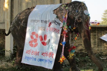 যুবলীগের শোভাযাত্রায় হাতি

