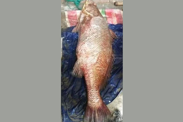 জেলের জালে ৩৪ কেজি ওজনের পোয়া মাছ!

