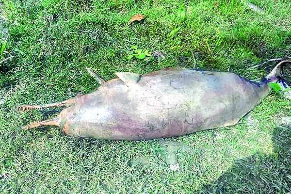 অভিযানের মধ্যেও হালদায় ভেসে উঠল মৃত ডলফিন