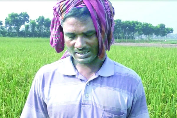 নতুন সুগন্ধি আমন মন কেড়েছে চাষিদের