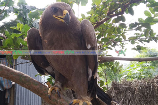বিরল প্রজাতির নেপালি ঈগল উদ্ধার
