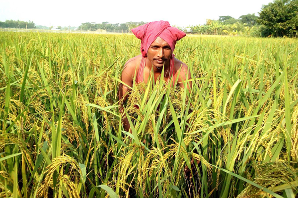 উপকূলের কৃষক পরিবার প্রস্ততি নিচ্ছে নবান্নের