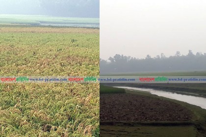 মাছ নয়, ঐতিহাসিক আশুড়ার বিলে চলছে ধান চাষ! 
