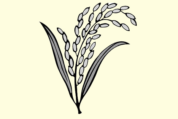 বিএনপির মনোনয়ন বিক্রি সাড়ে ৪ হাজার